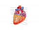 Anatomy of the Human Heart - Posterior View