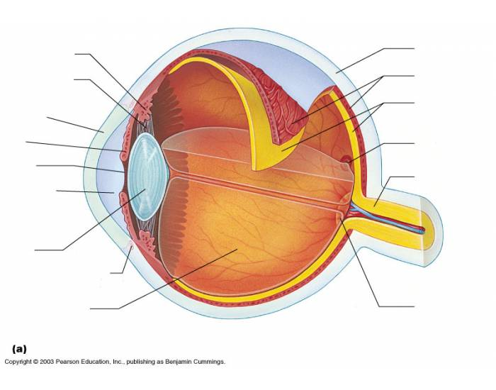 Eye Quiz