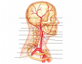 Circulation - Head and Neck Arteries