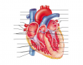 Anatomy of the Human Heart - Internal Structures