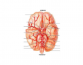 Circulation - Cranial Arteries