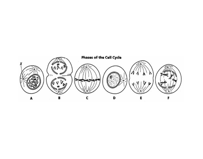 Unit 3 - Stages of Mitosis and Interphase Quiz