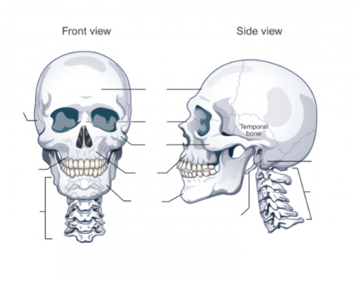 Skeletal Superstructure Quiz