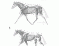  muscle review of the horse