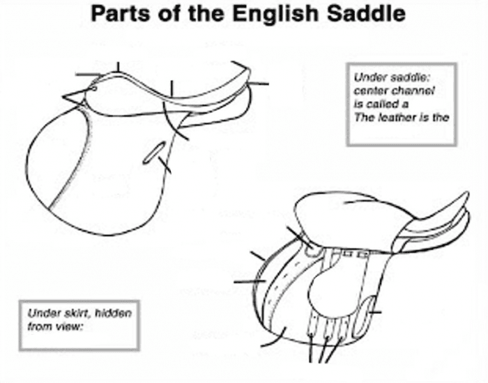 Parts of the English Saddle Quiz