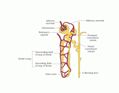 Parts of the nephron