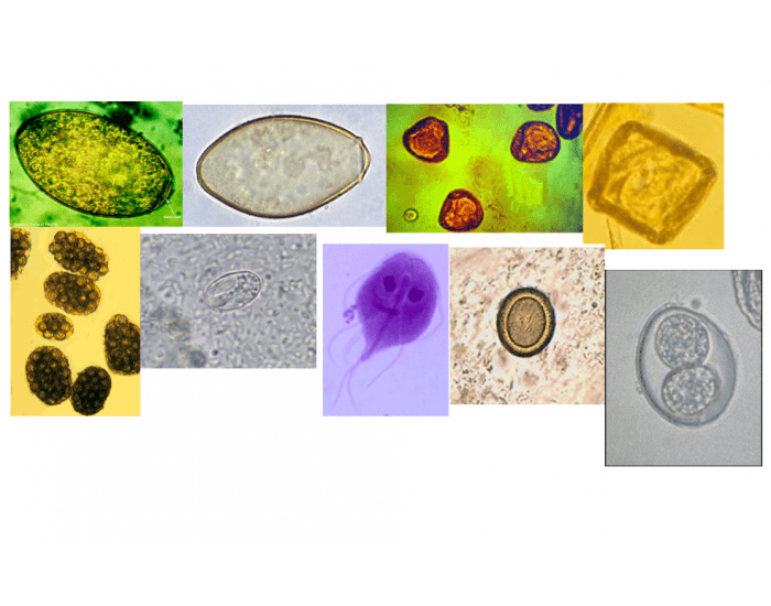 Cestodes and protozoa endoparasites Quiz