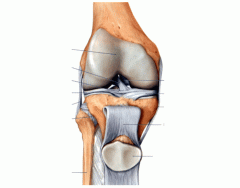 Anterior Knee Anatomy