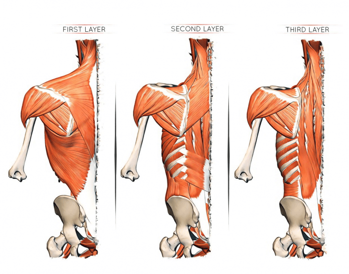 Muscles of the Back Layers Quiz