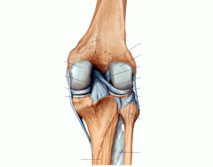Posterior Knee Anatomy
