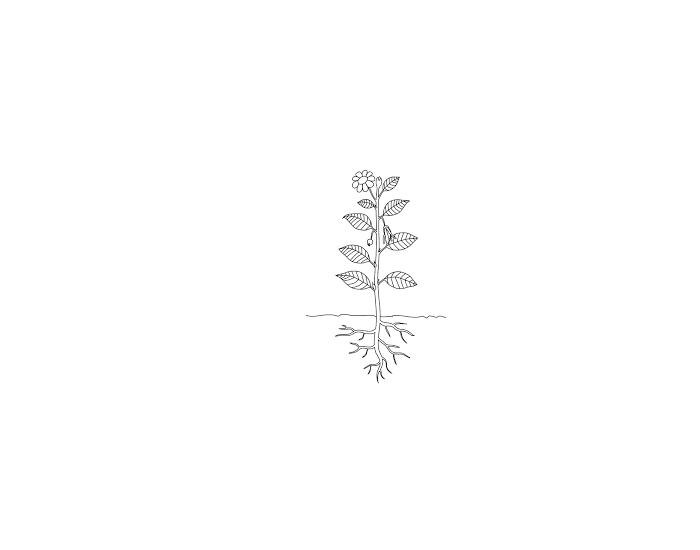 KS3 Label the parts of a flowering plant Quiz