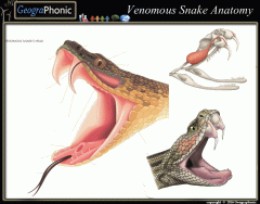 Venomous Snake Anatomy
