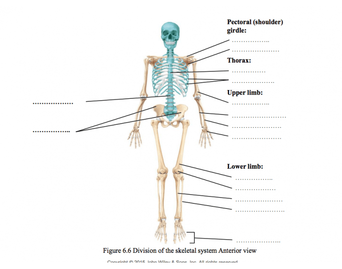 Bone Human Quiz