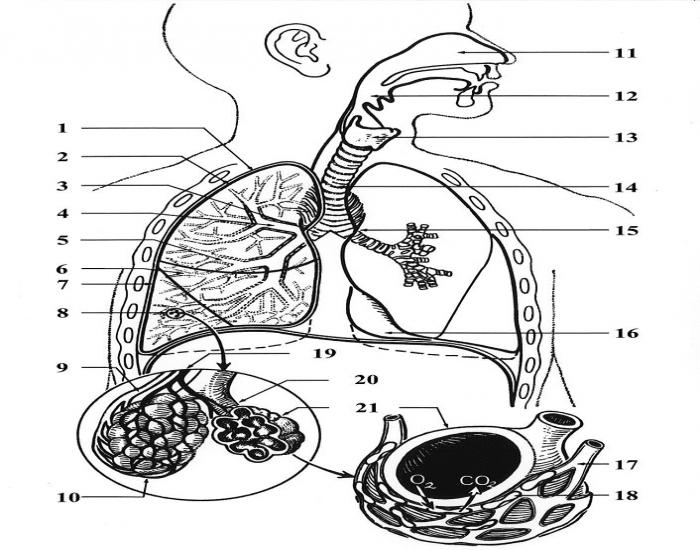 Label respiratory system 2 Quiz