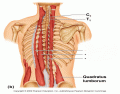 Spinal Muscles 