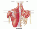 Posterior muscles of the neck, shoulder and back