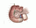 Map Quiz: Mandibula (imesap - mandibula - huesos)