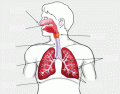 AIQ L2 Respiratory System