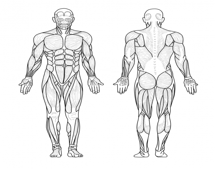 Main Muscles of Body Quiz