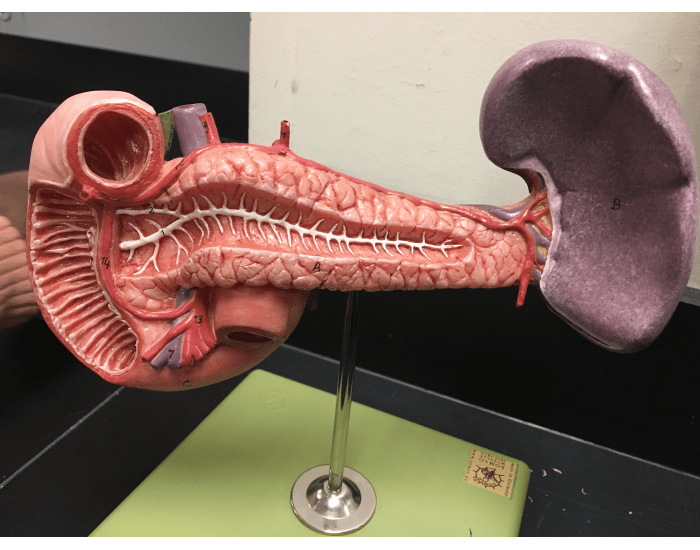 pancreas model anatomy