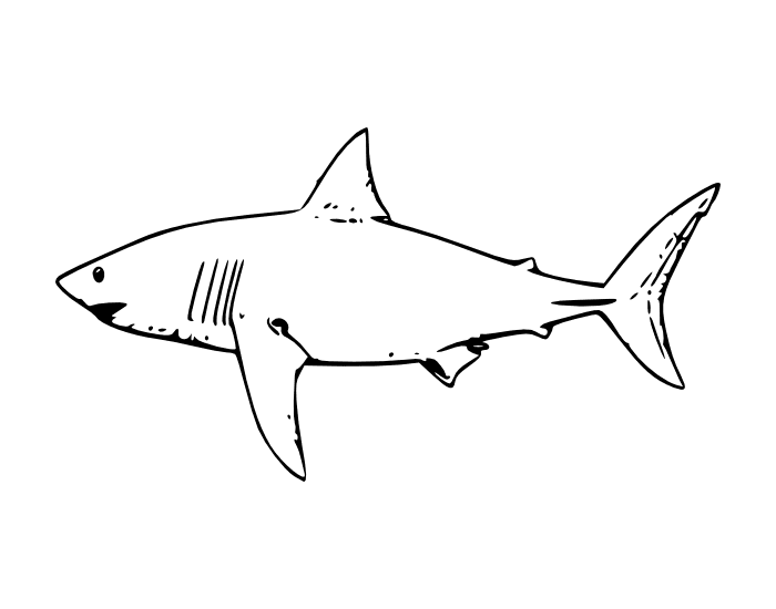 Basic External Anatomy of a Shark — Printable Worksheet