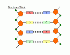 Structure Of DNA 