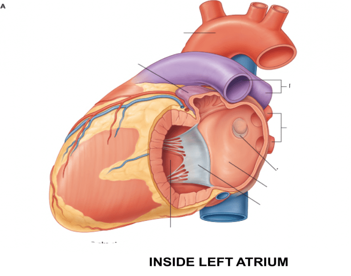 Left Atrium Pic Inside the Left Atrium Quiz