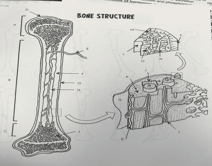 Bone Structure Quiz