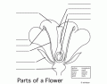 Parts of a flower!!