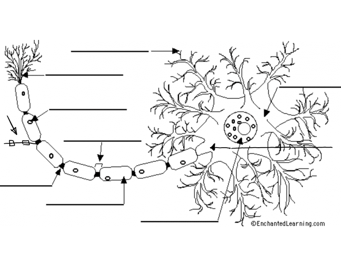 neuron cell labeling Quiz