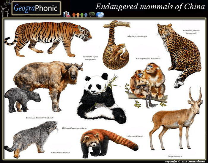 Endangered mammals of China Quiz