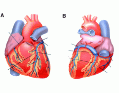 Cardiac Veins & Arteries (External)