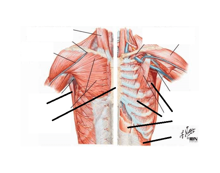 Structures of the thoracic Quiz Biology Diagrams