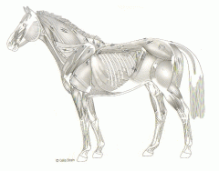 middle muscles of the horse