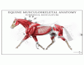 horse muscle anatomy advanced