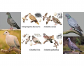 Pigeons and Doves of Sweden (Columbidae)
