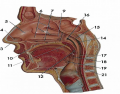 Oral/Nasal Cavity Model