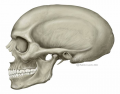 Lateral Skull Features