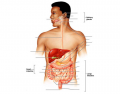 Digestive System - The Digestive Tract