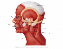 Muscles of the Face - Lateral