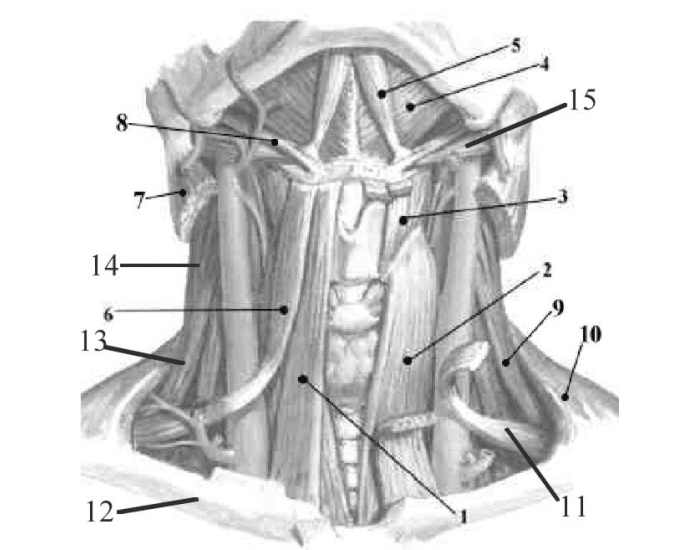 neck muscles labeling — Printable Worksheet
