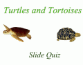 Turtles and Tortoises Slide Quiz
