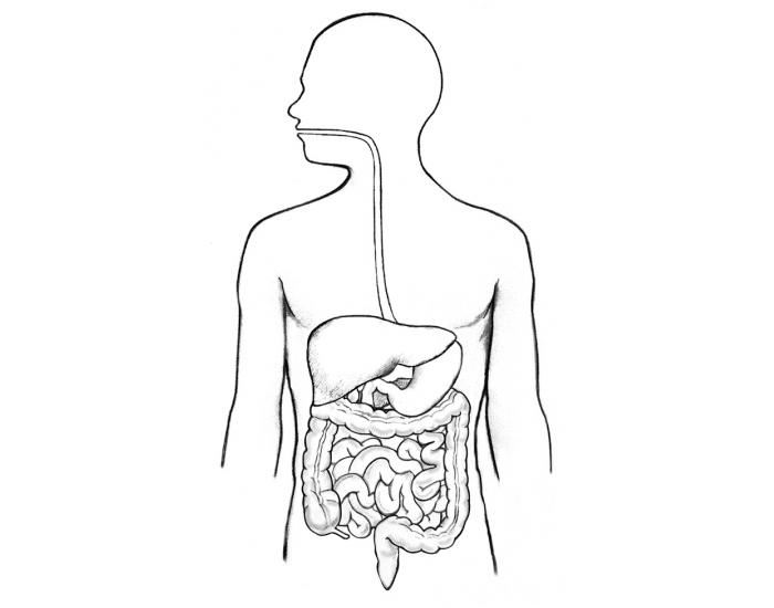 Basic Parts of the Digestive System Quiz