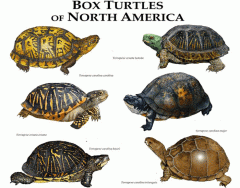 Box Turtles of North America