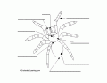 Spider External Diagram