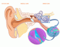 Cochlea and Sense of Hearing