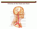 Arteries of the Head and Neck