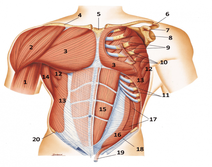 Muscles of the Thoracic Wall - Chest Muscles Anatomy 
