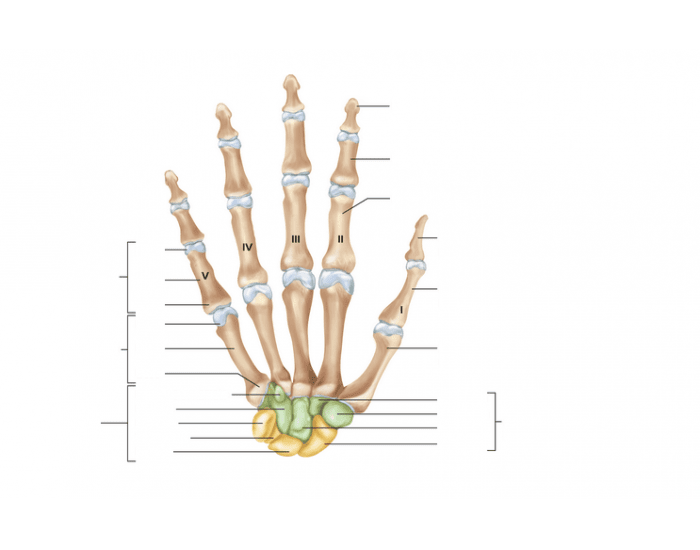 Label the hand Quiz