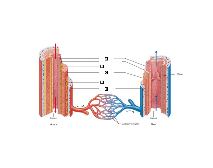 Label the Blood Vessels — Printable Worksheet